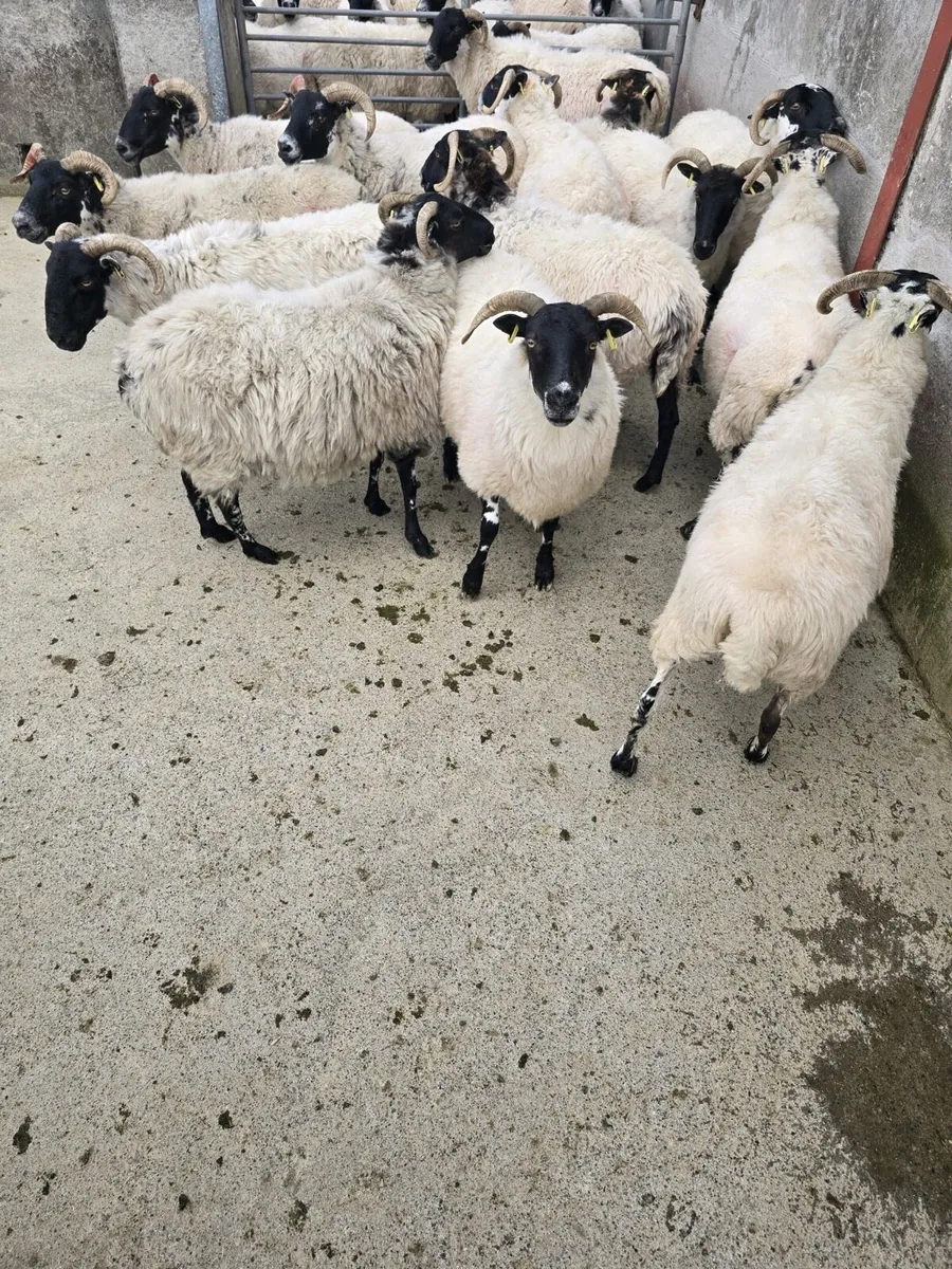 15 horn ewes - Image 2