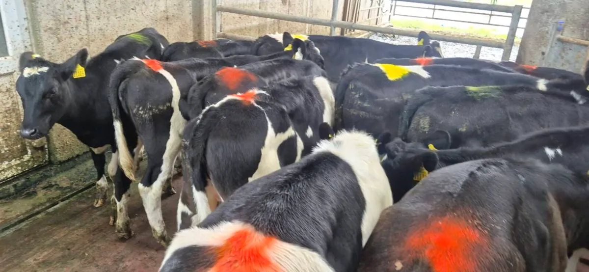 15 Dairy weanlings - Image 3
