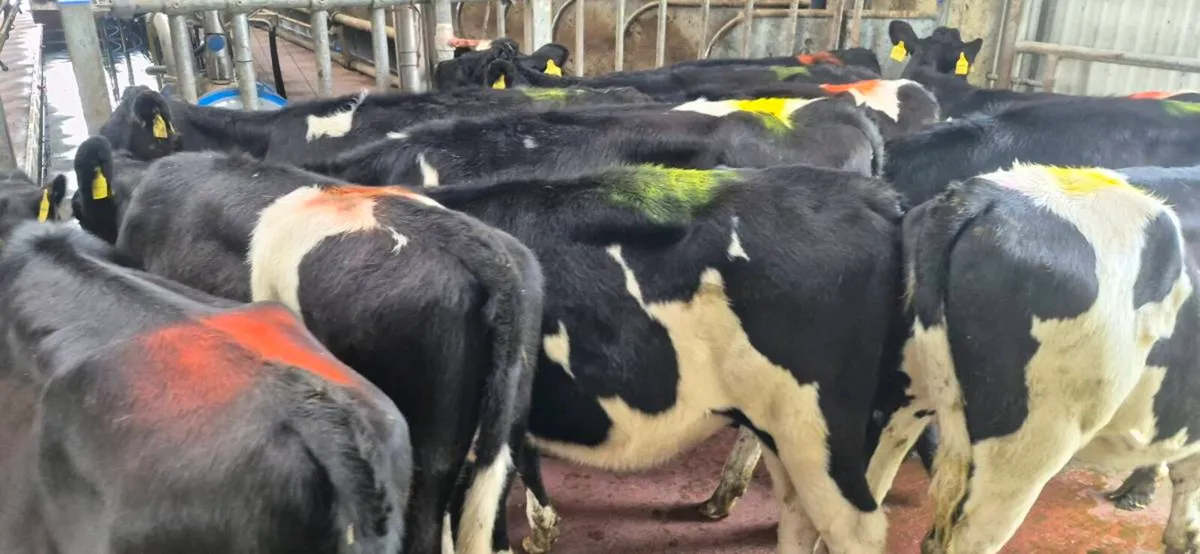 15 Dairy weanlings - Image 4