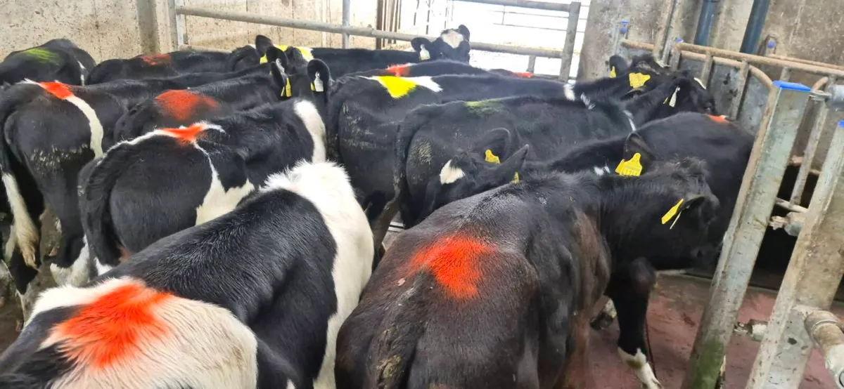 6 Incalf Dairy Heifers & 15 Dairy weanlings - Image 1