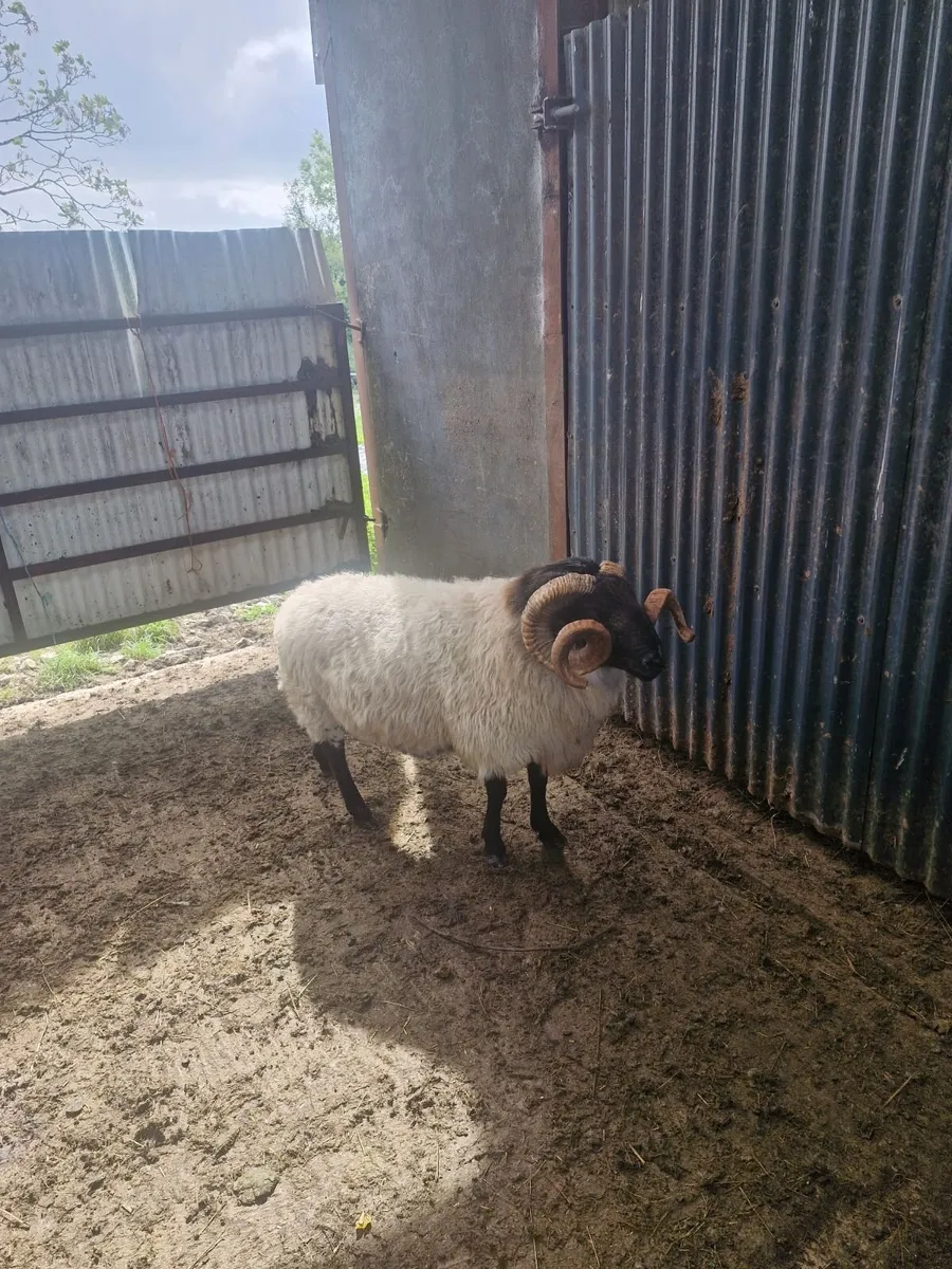 Ram - Image 1
