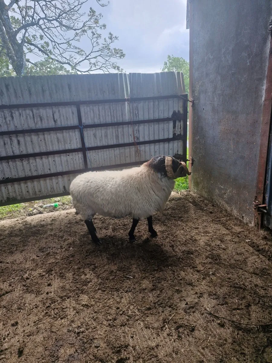 Ram - Image 2