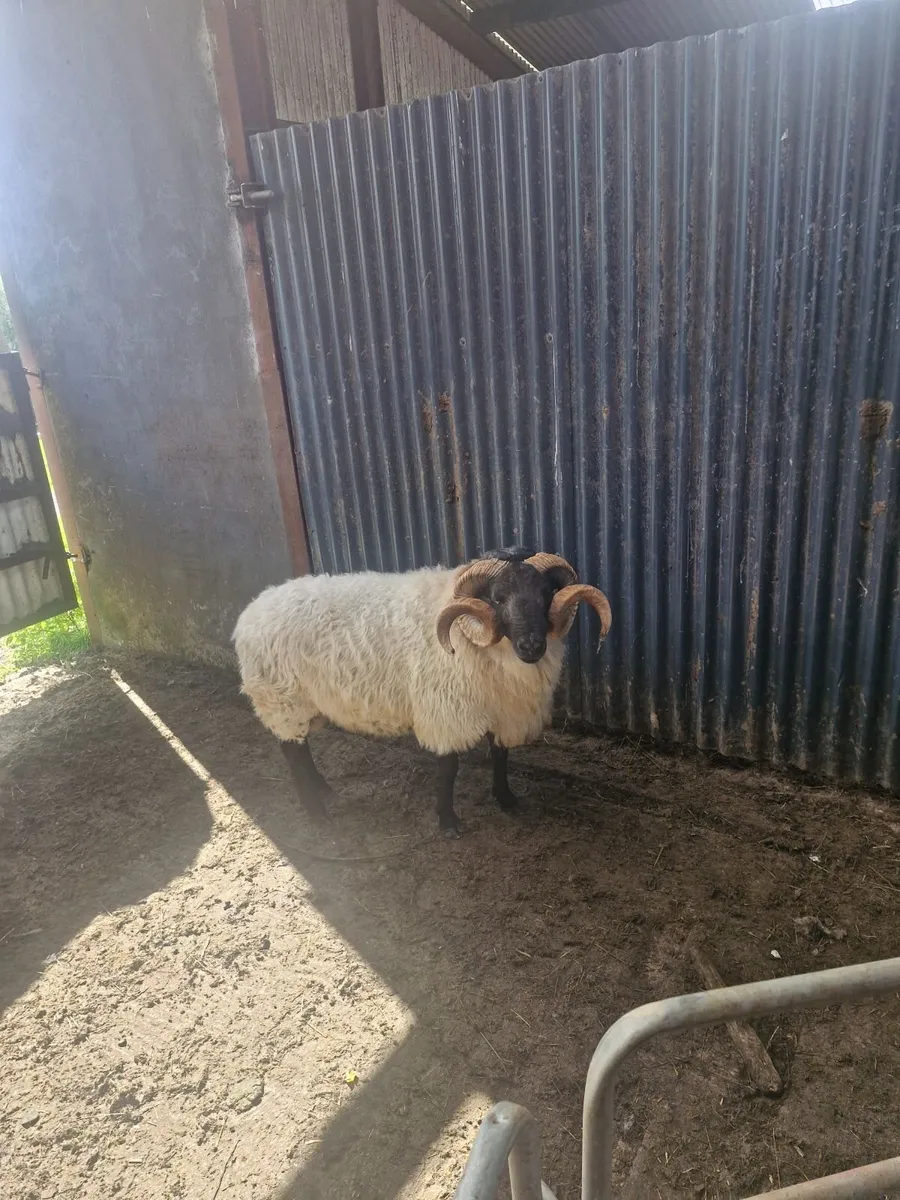 Ram - Image 3