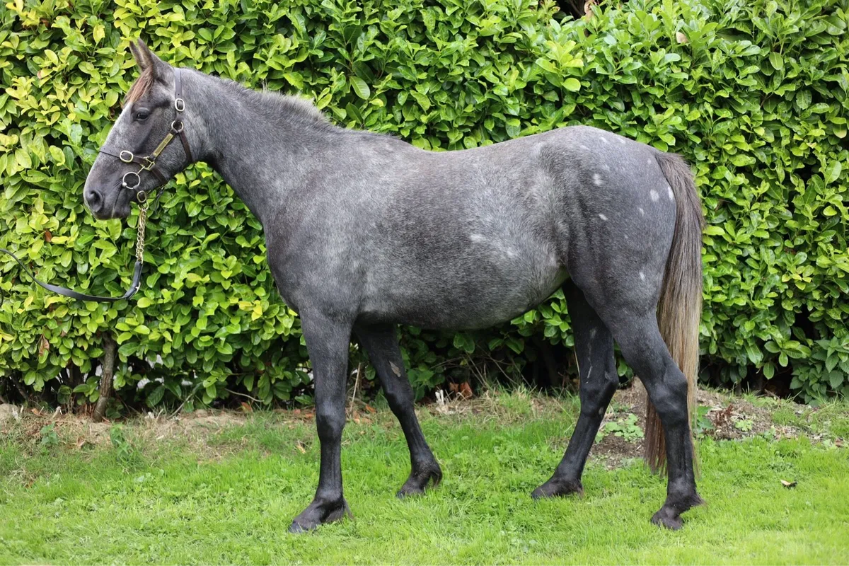 3YO Purebred Irish Draught Filly - Image 1