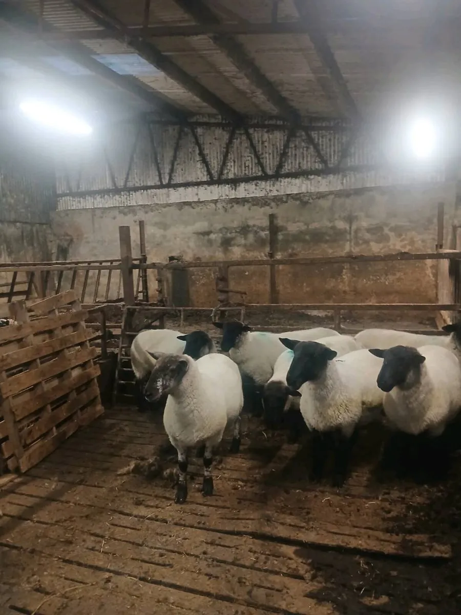 Mules plus texel x Suffolk cross hoggets - Image 1