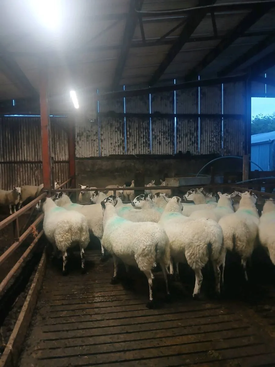 Mules plus texel x Suffolk cross hoggets - Image 2