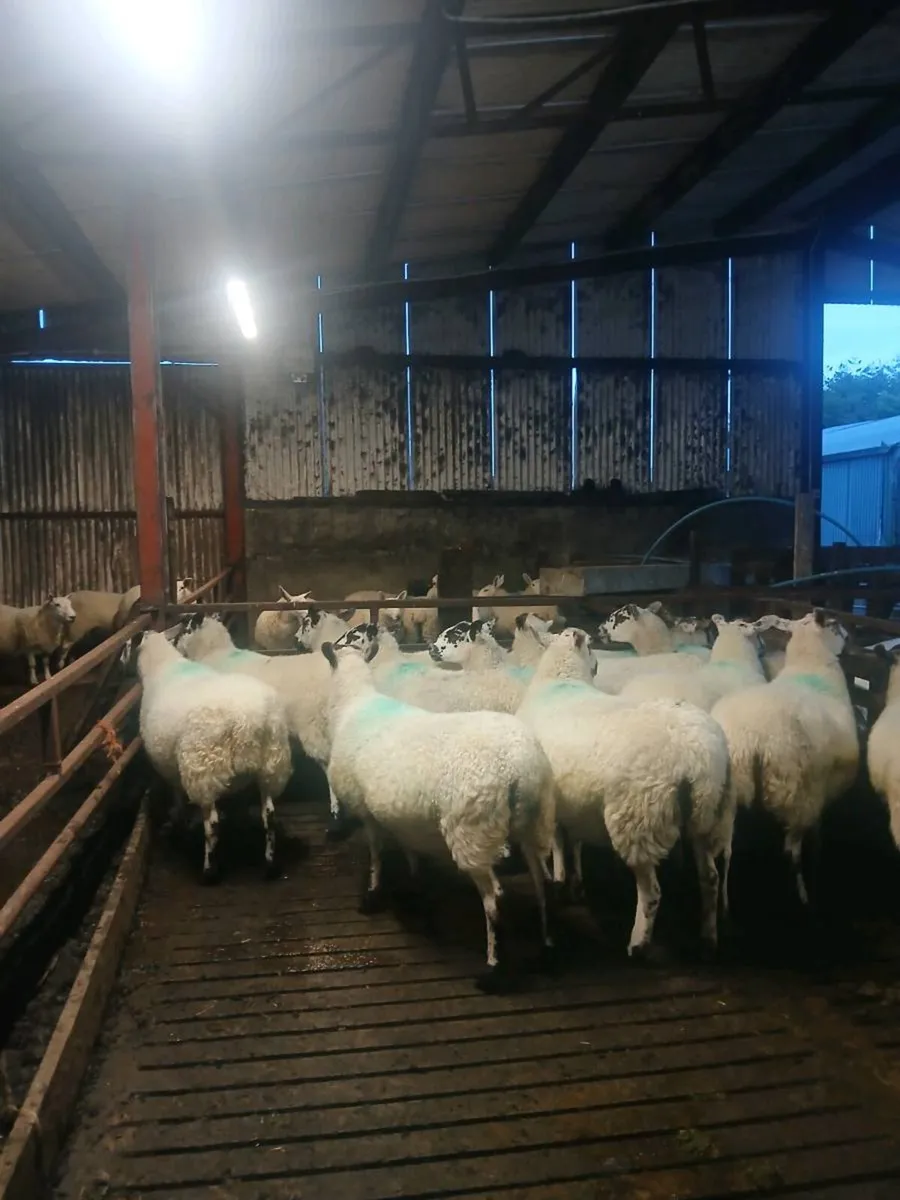 Mules plus texel x Suffolk cross hoggets - Image 3