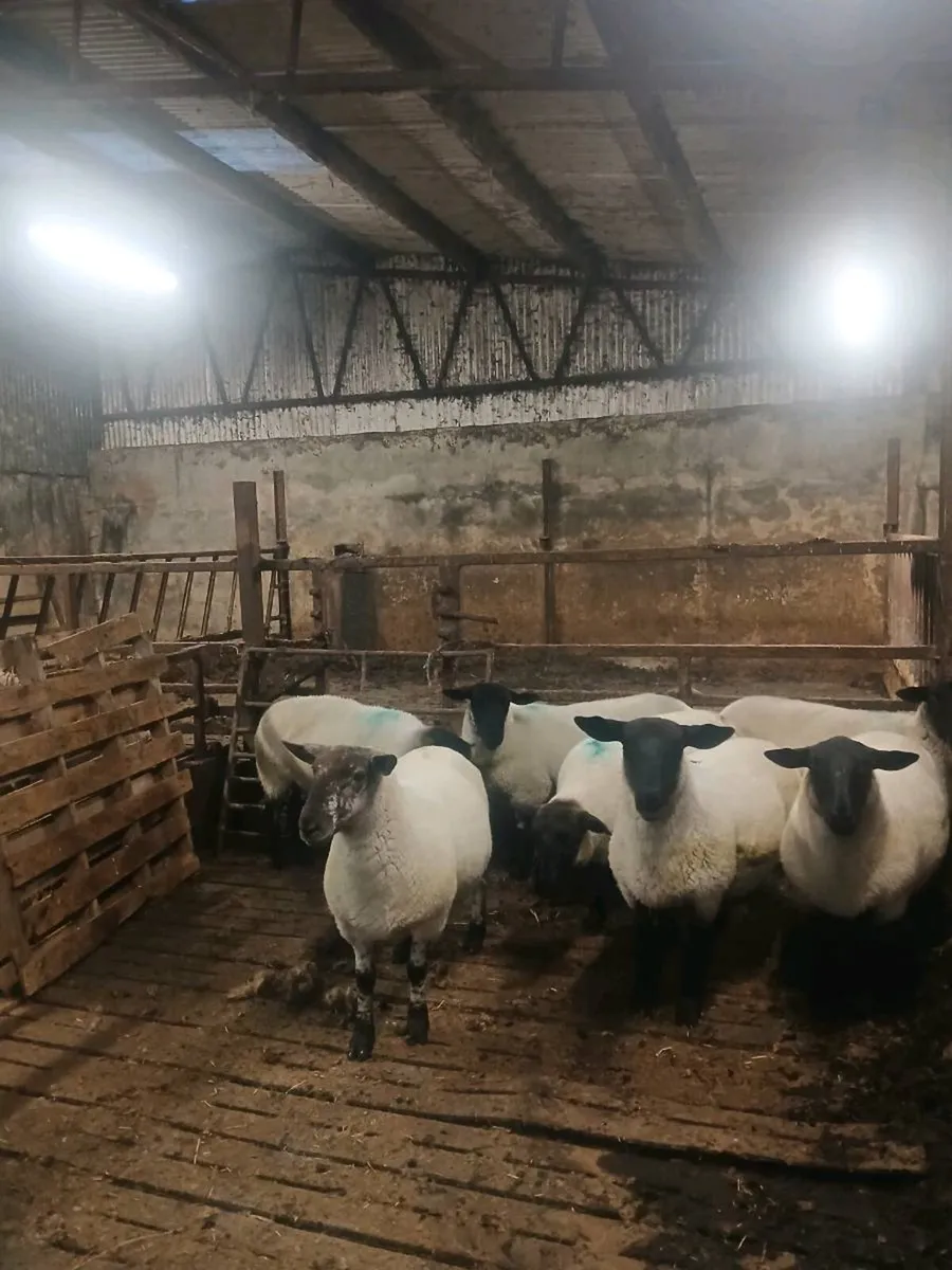 Mules plus texel x Suffolk cross hoggets - Image 4