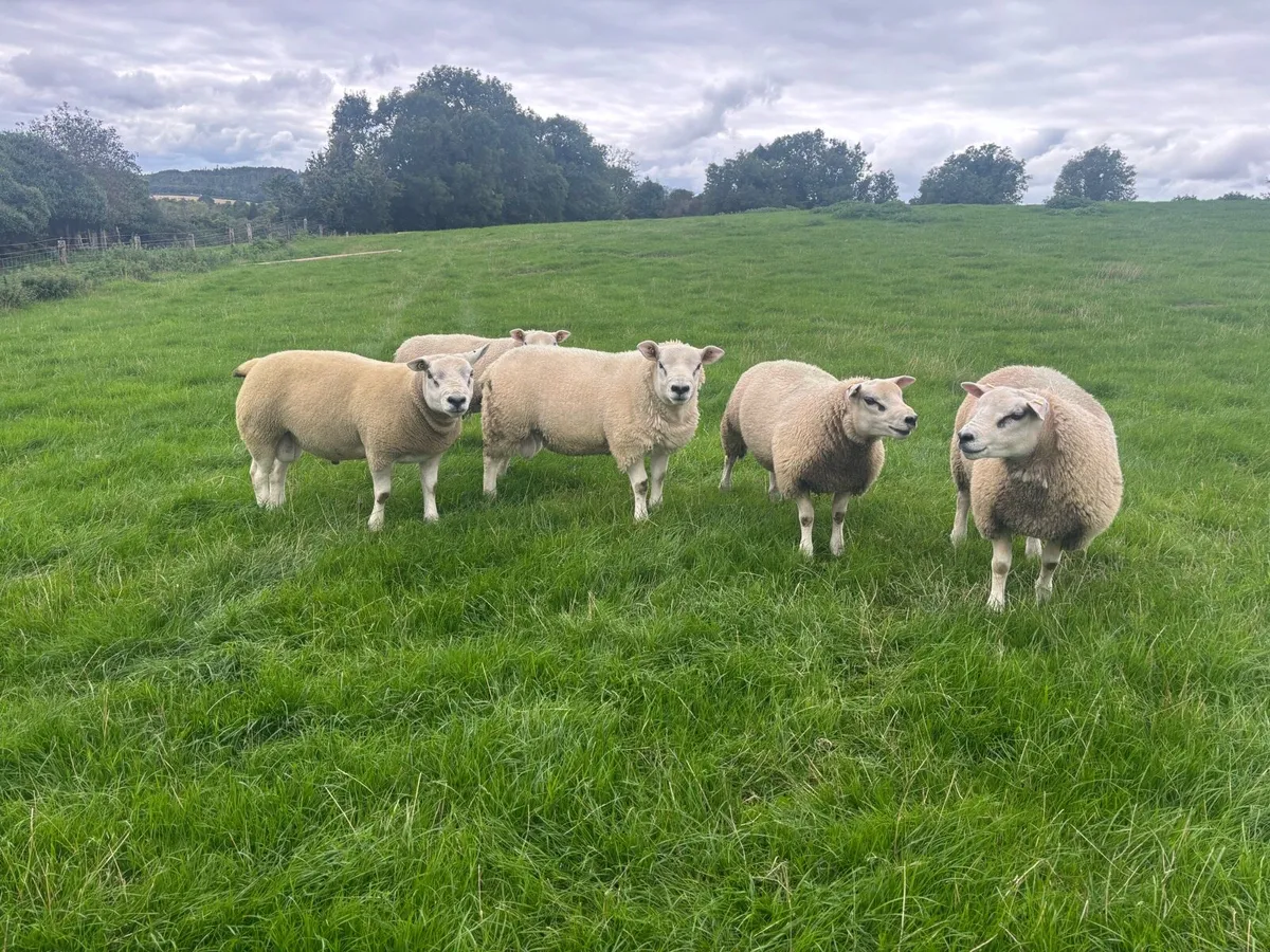 Pedigree Texel Rams - Image 1