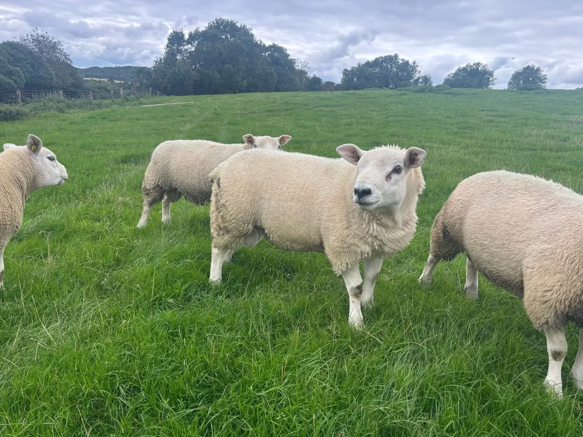 Pedigree Texel Rams - Image 2