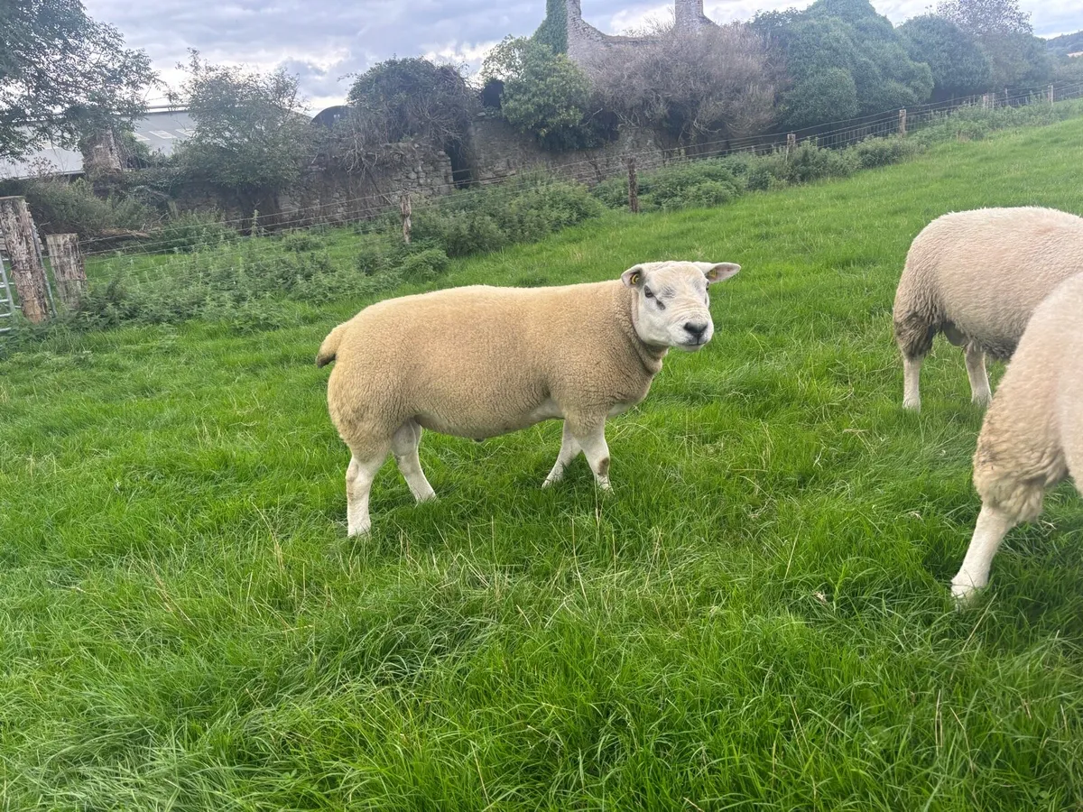 Pedigree Texel Rams - Image 3