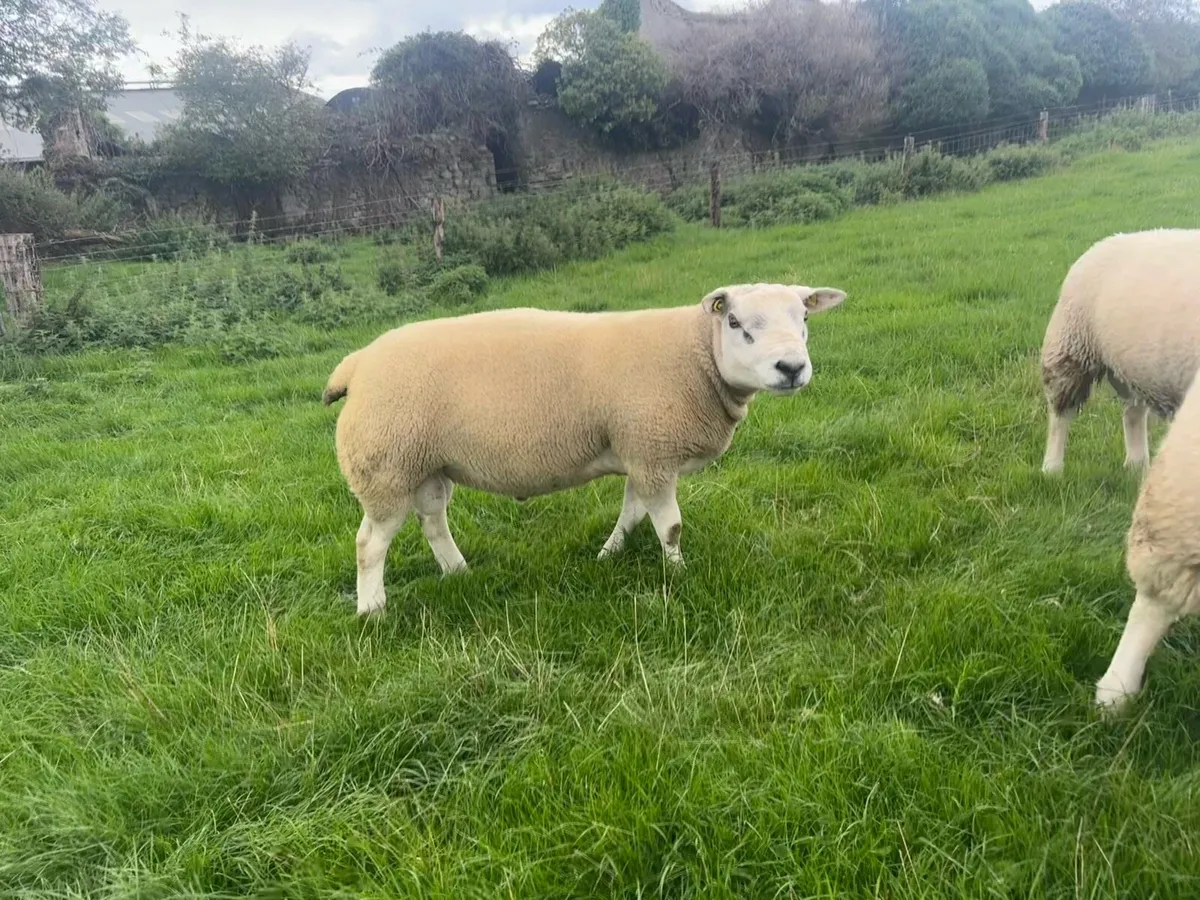 Pedigree Texel Rams - Image 4