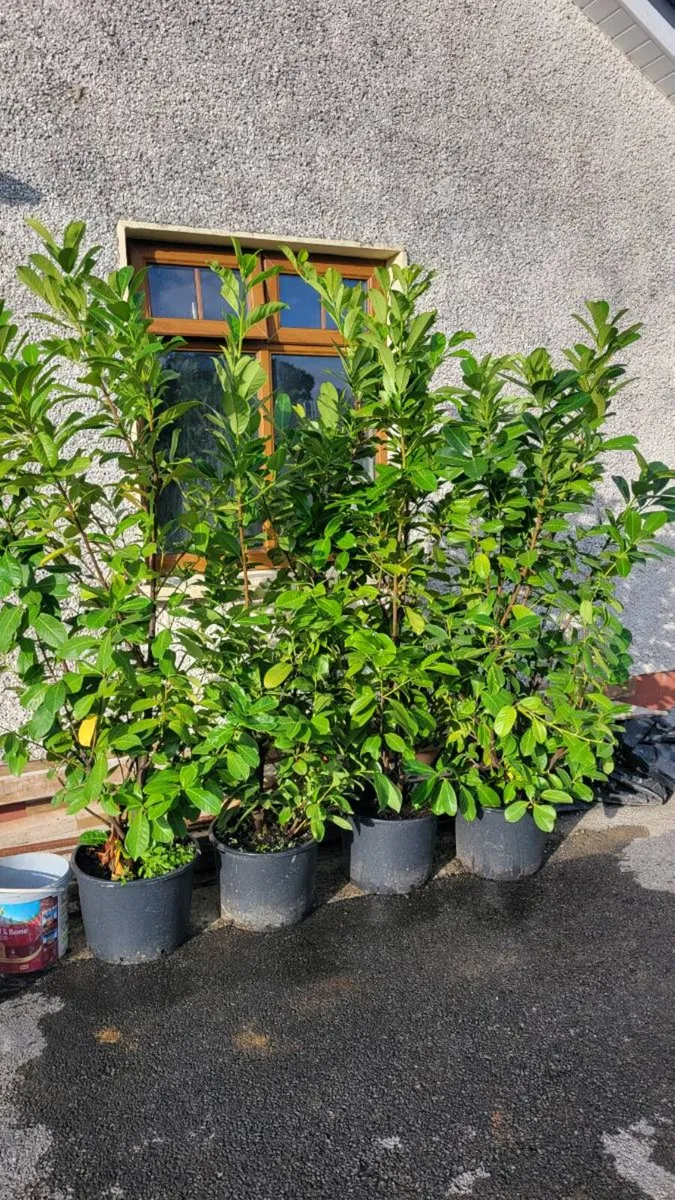 Mature laurel hedging - Image 1