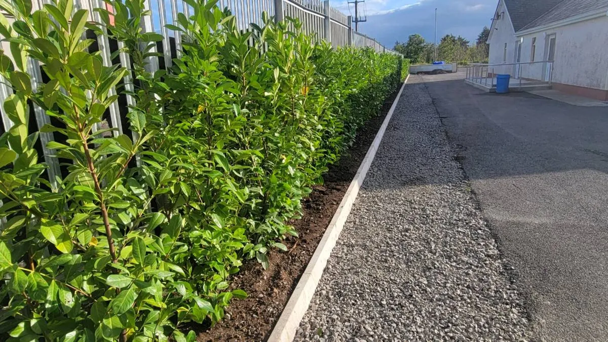 Mature laurel hedging - Image 2