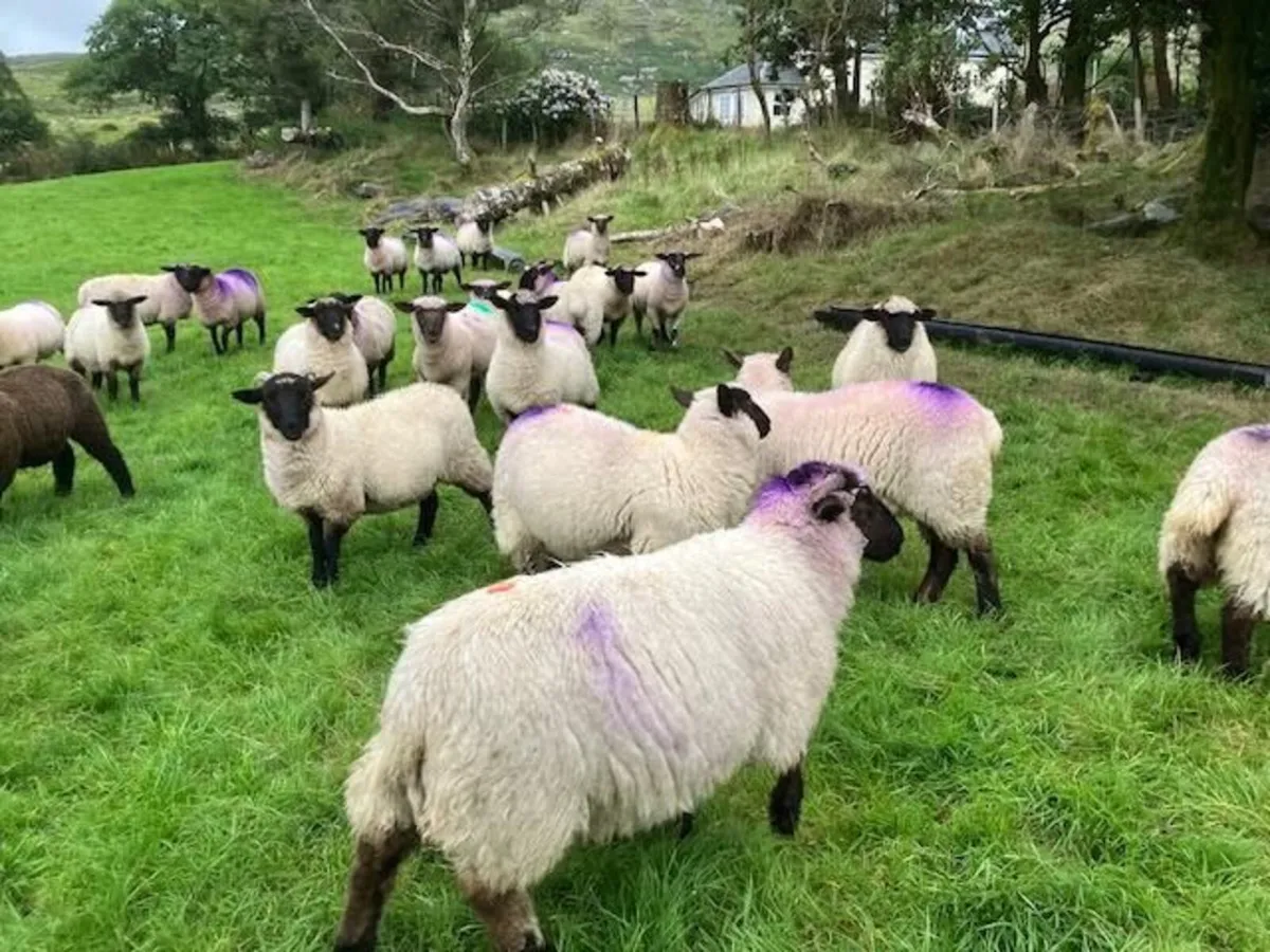 Crossbred ewe lambs