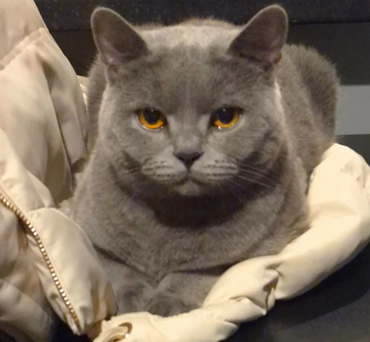 British short haired cat - Image 3