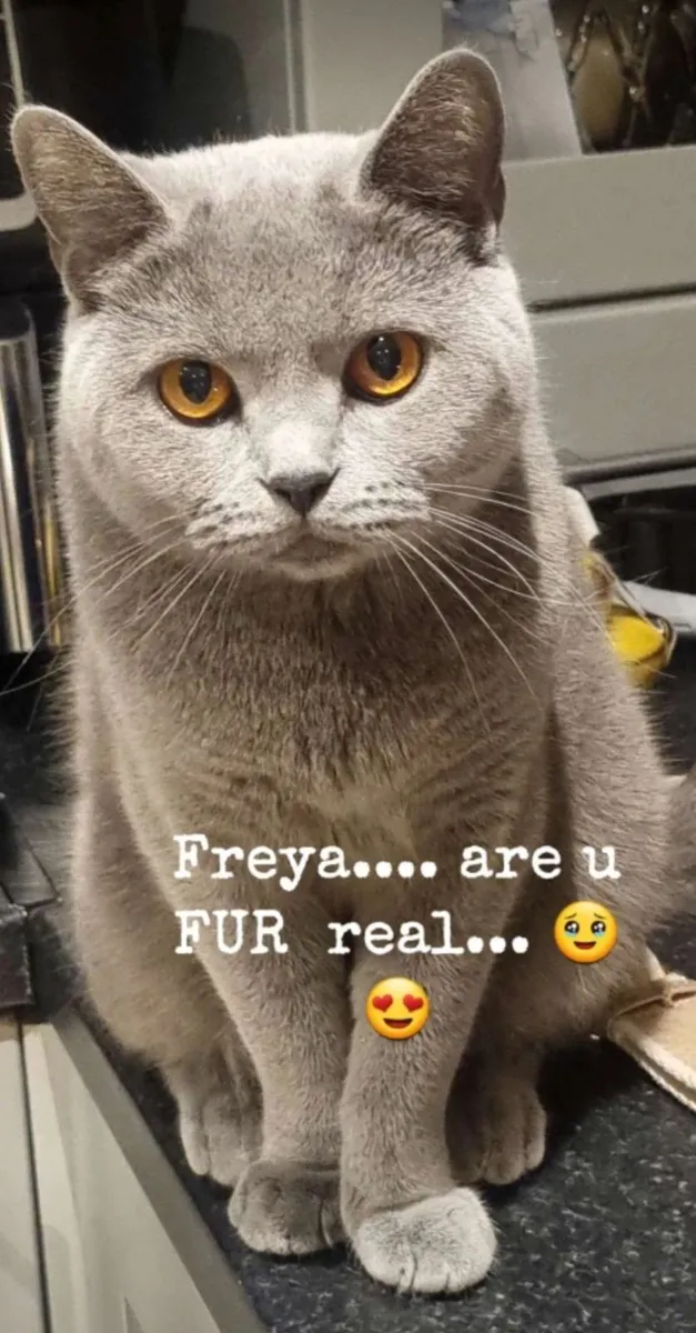 British short haired cat - Image 2
