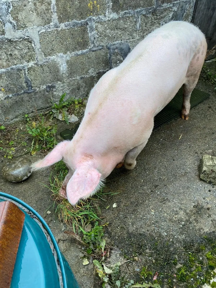 Pig free to good home - Image 1