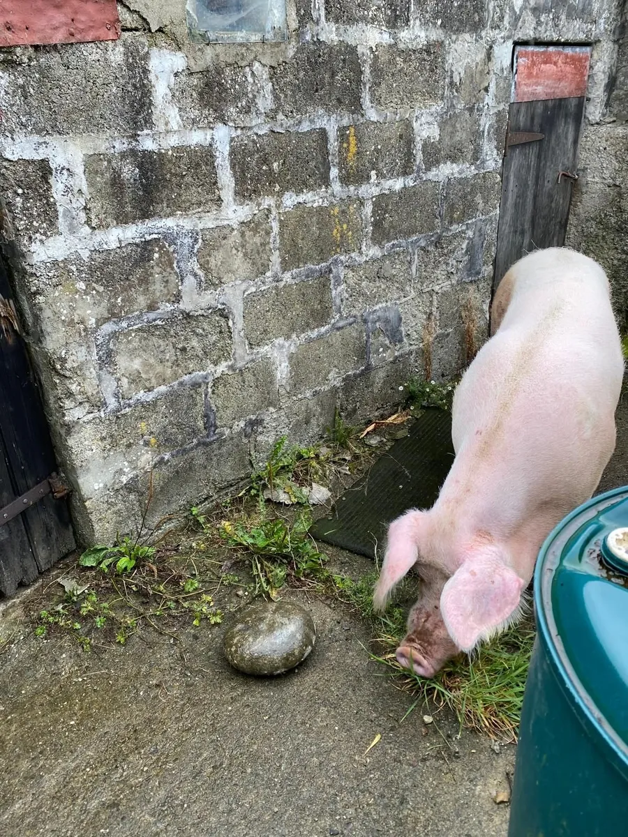 Pig free to good home - Image 2