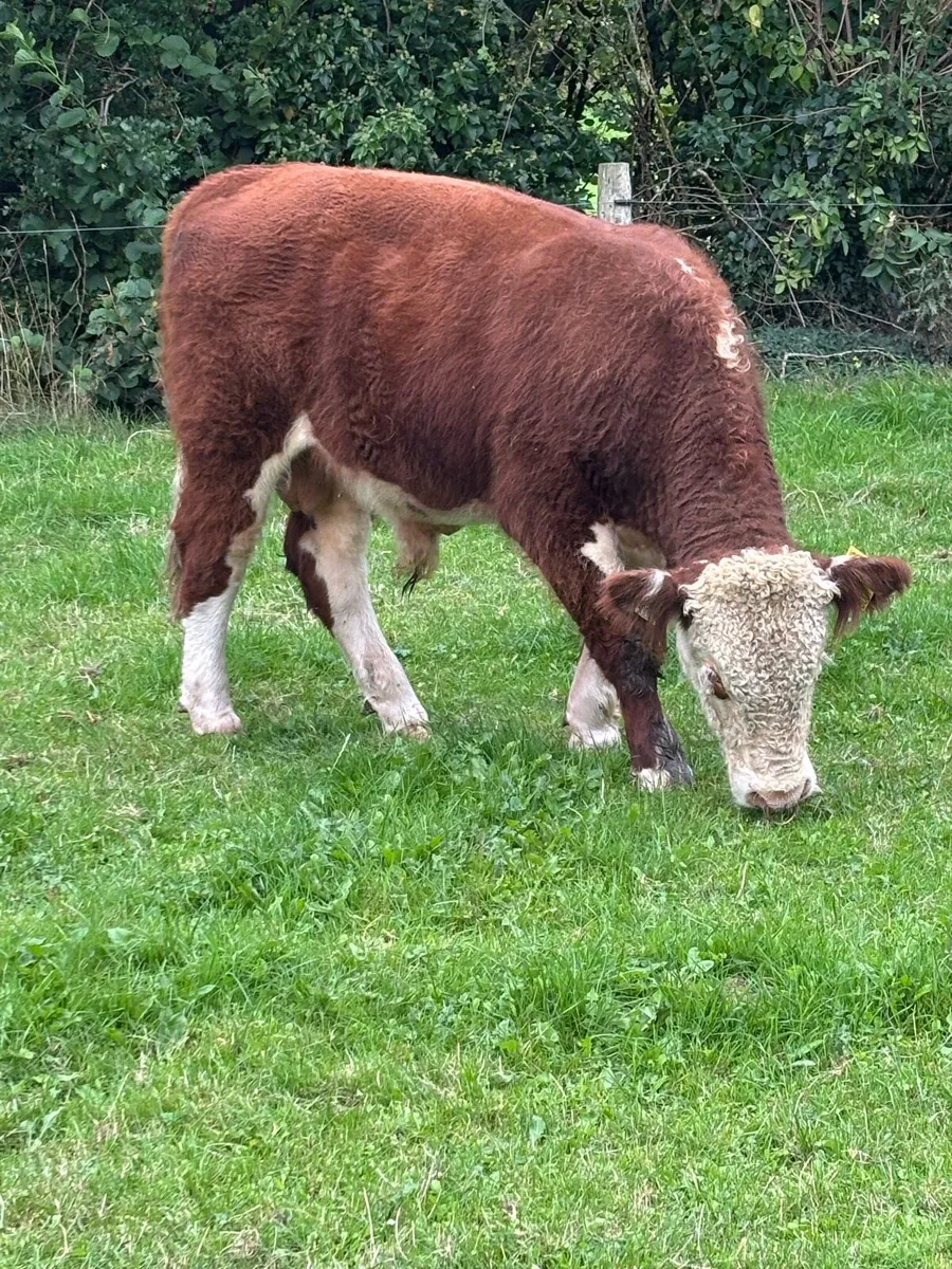 PBR Hereford Bull - Image 1
