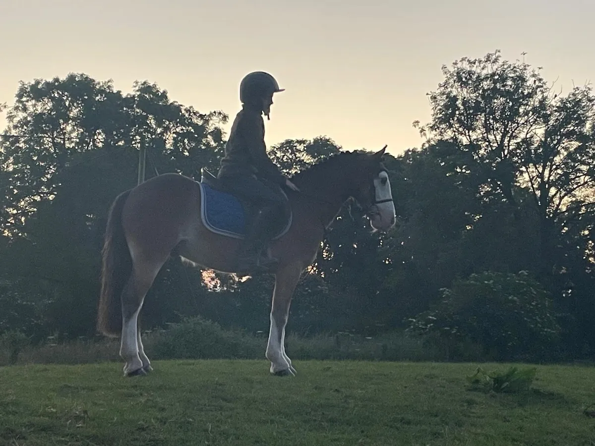 A very special 12.2 pony - Image 1
