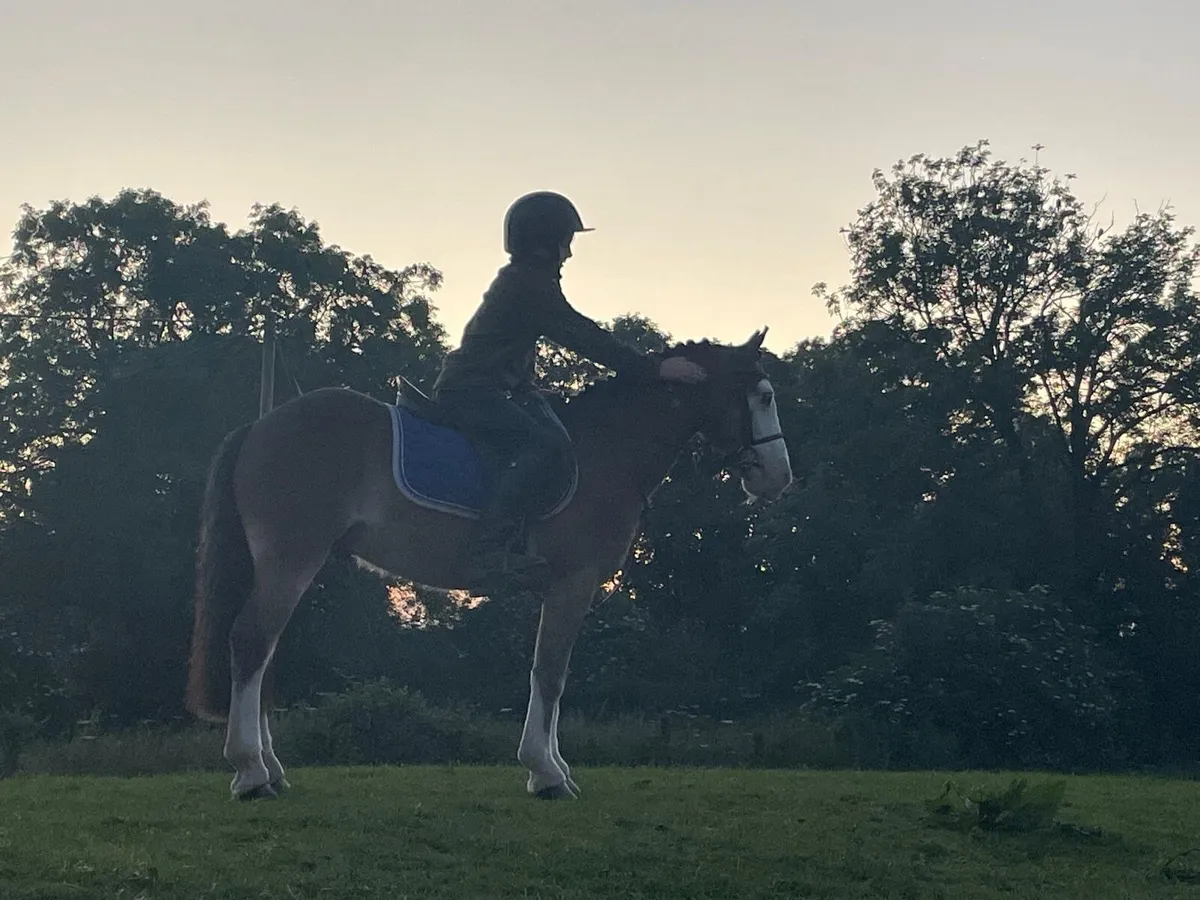 A very special 12.2 pony - Image 2