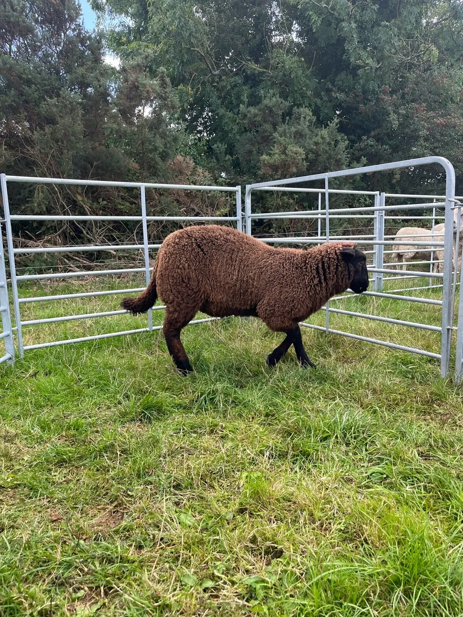 Ewe and Ram Lambs for sale - Image 2