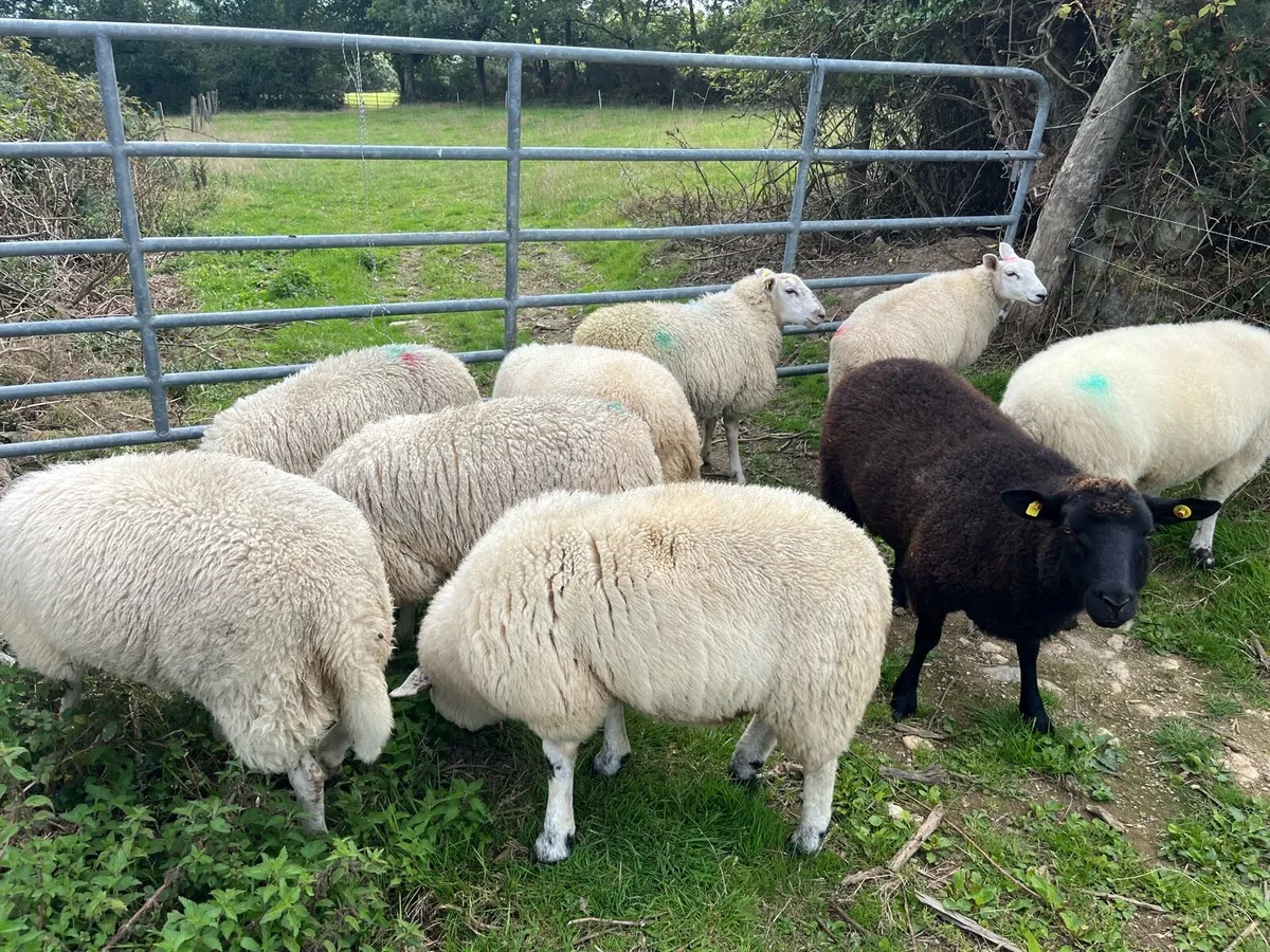 Ewe and Ram Lambs for sale - Image 3
