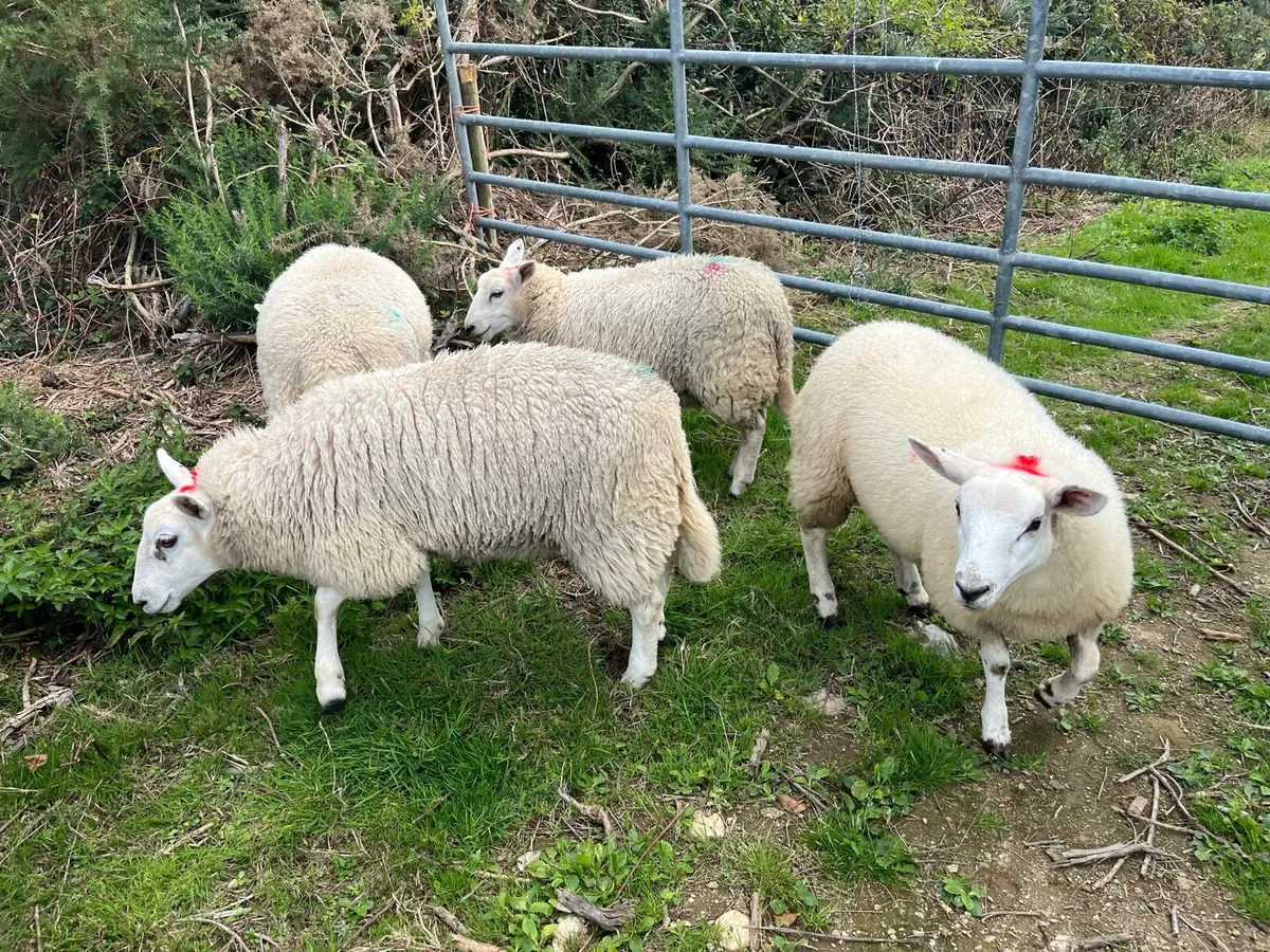 Ewe and Ram Lambs for sale - Image 1