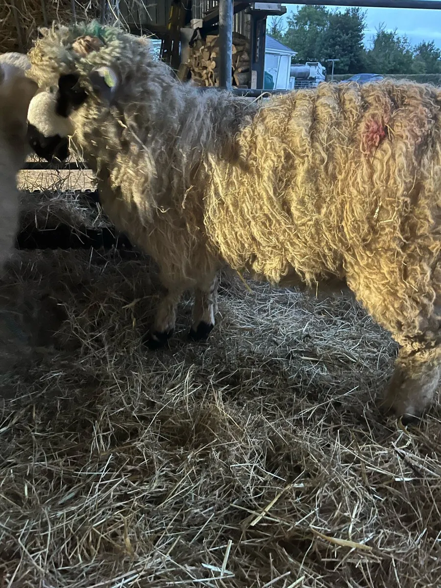 Ewe and Ram Lambs for sale - Image 4
