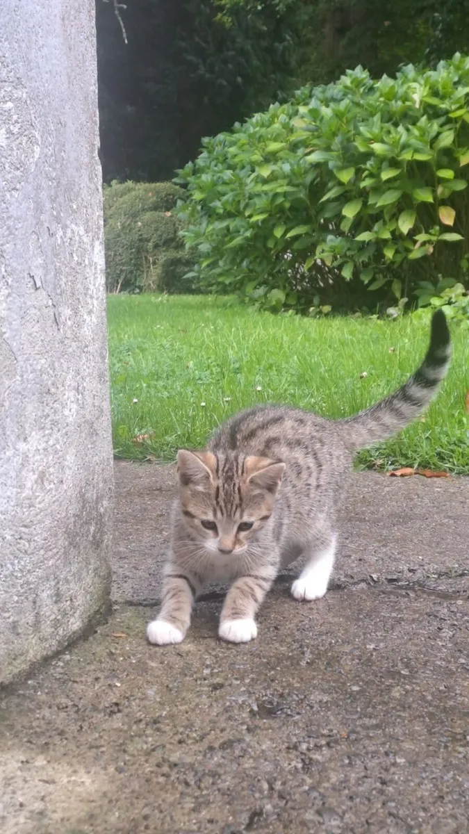 Kittens - Image 3