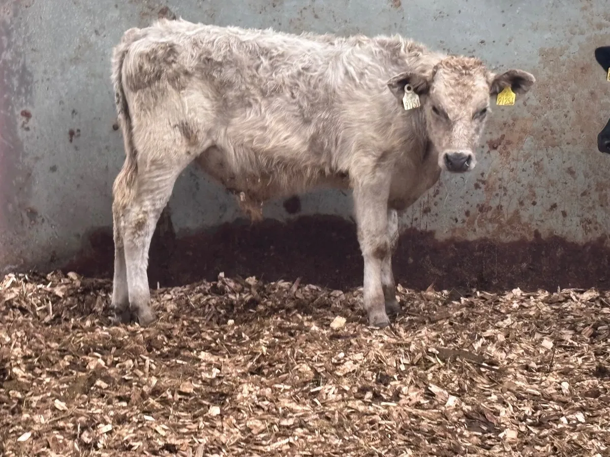 6 grass runners for sale @€630 - Image 3