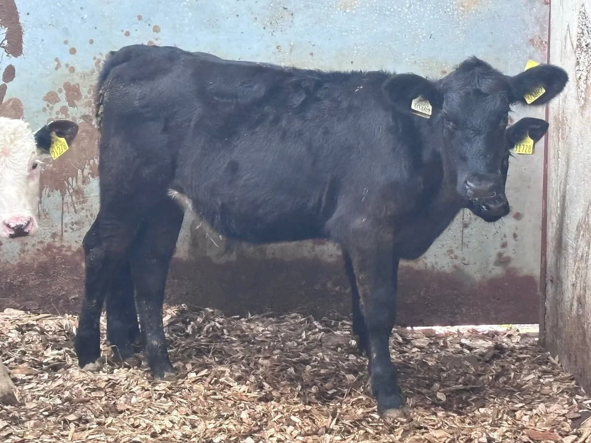 6 grass runners for sale @€630 - Image 2