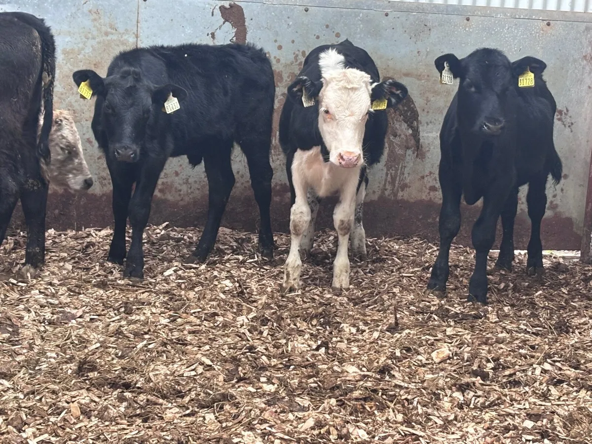 6 grass runners for sale @€630 - Image 1