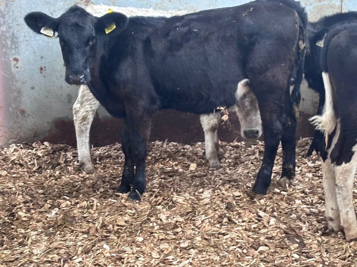 6 grass runners for sale @€630 - Image 4
