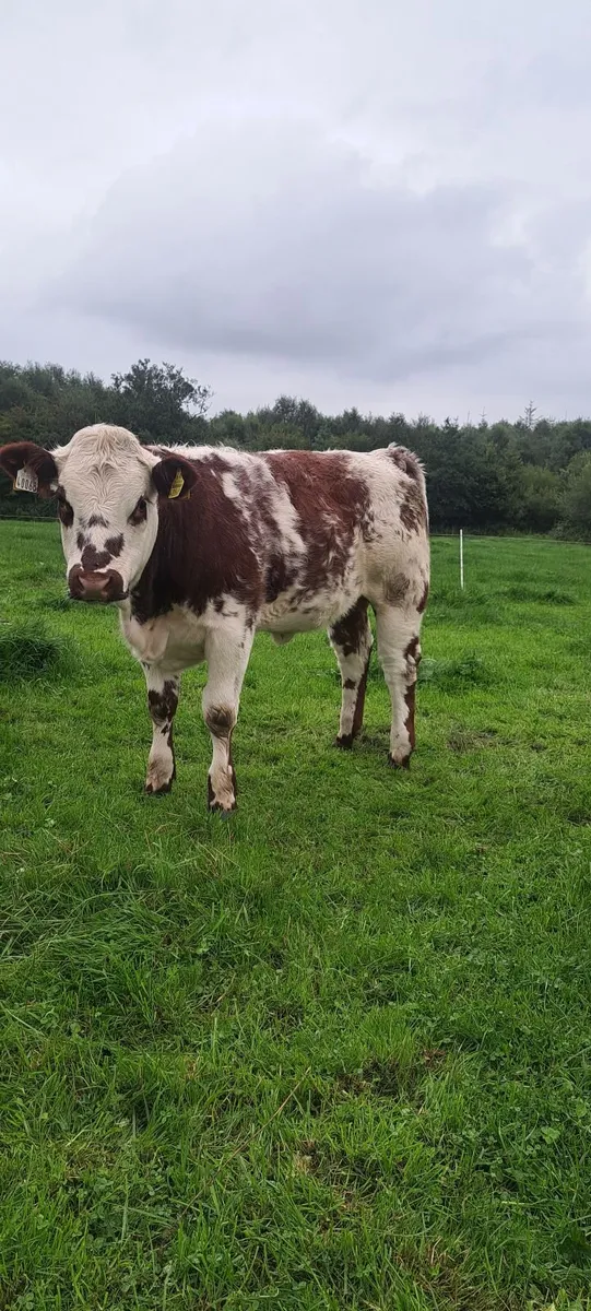 Show and breeding weanling heifers - Image 1