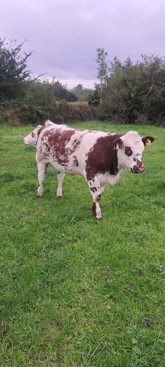 Show and breeding weanling heifers - Image 2