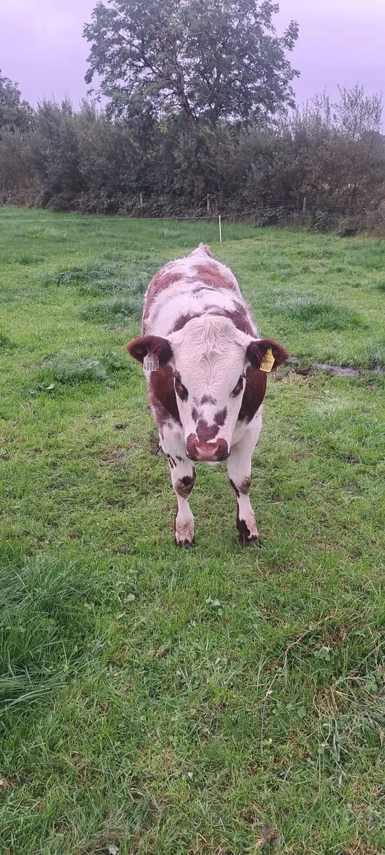 Show and breeding weanling heifers - Image 3