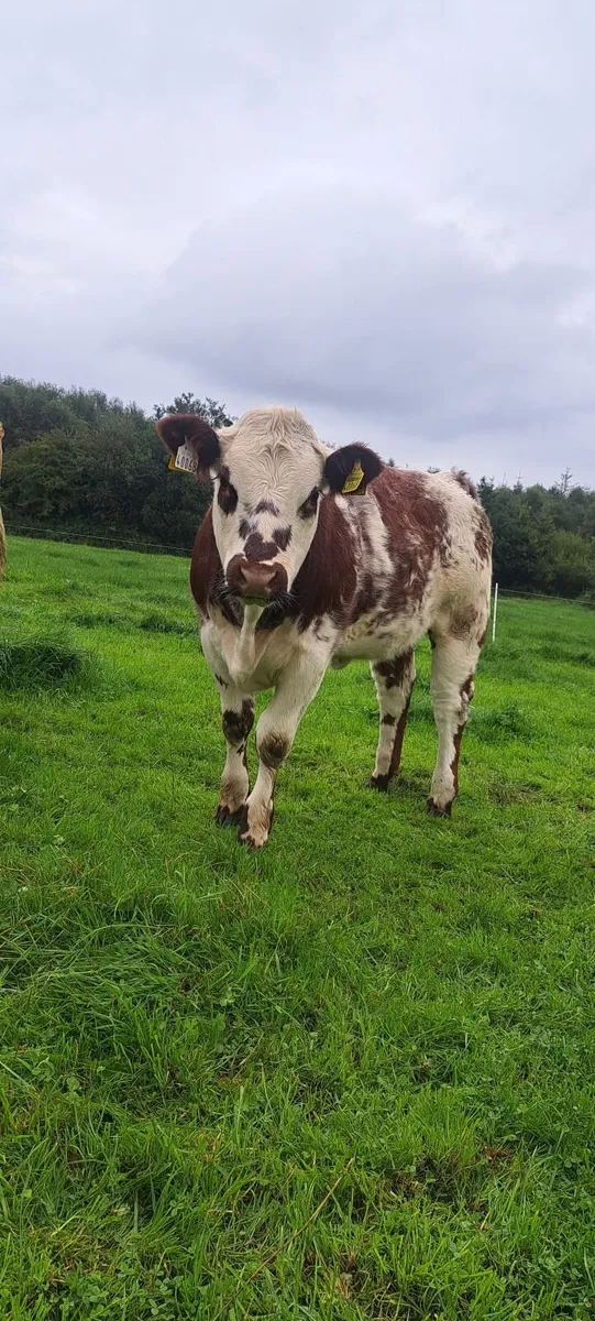 Show and breeding weanling heifers - Image 4