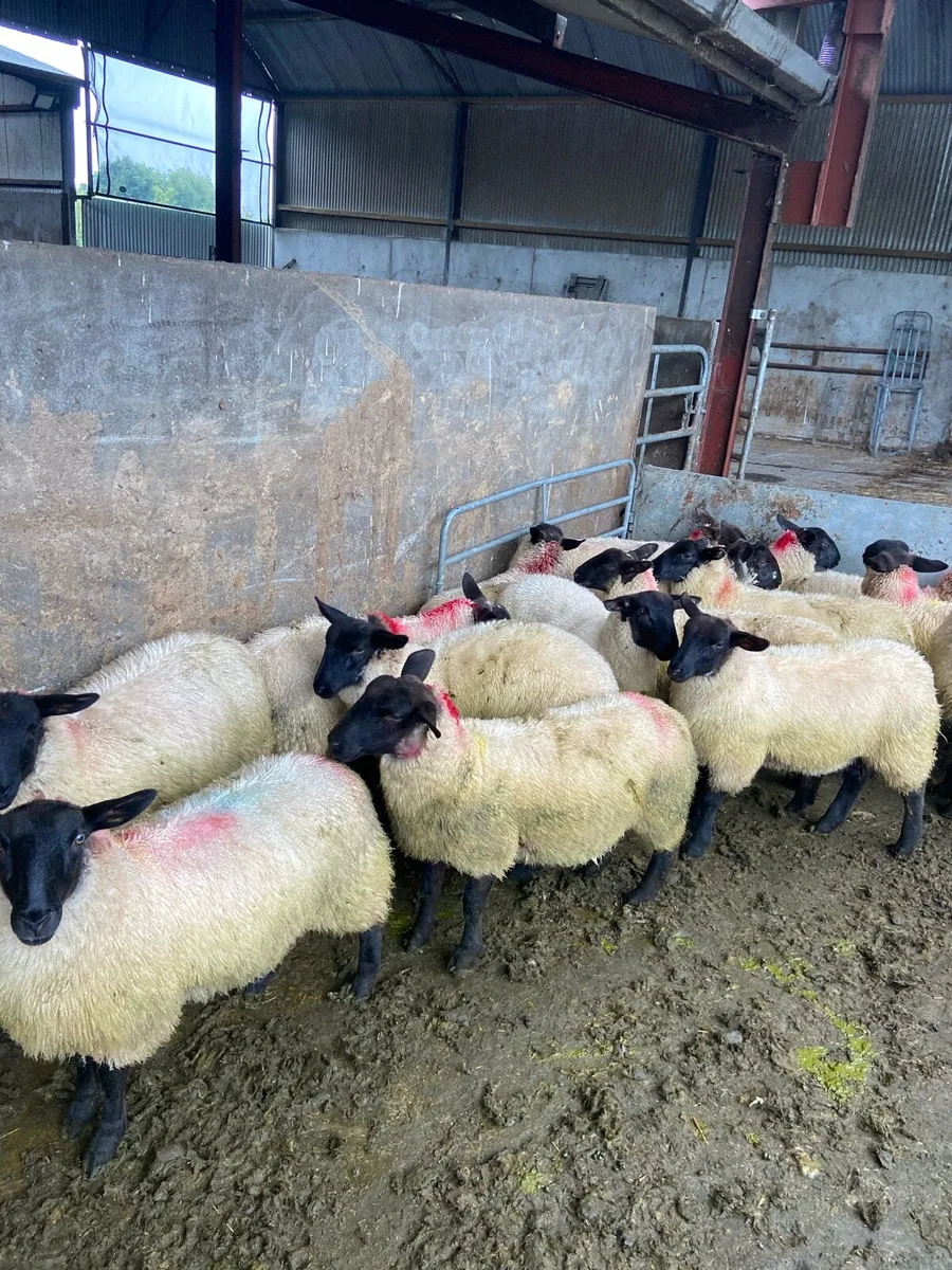 Suffolk & Easycare ewe lambs organic - Image 2