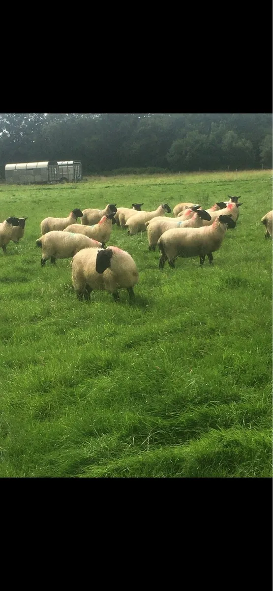 Suffolk & Easycare ewe lambs organic - Image 3