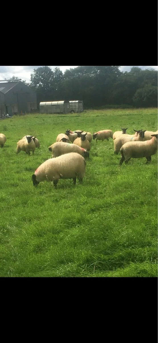 Suffolk & Easycare ewe lambs organic - Image 4