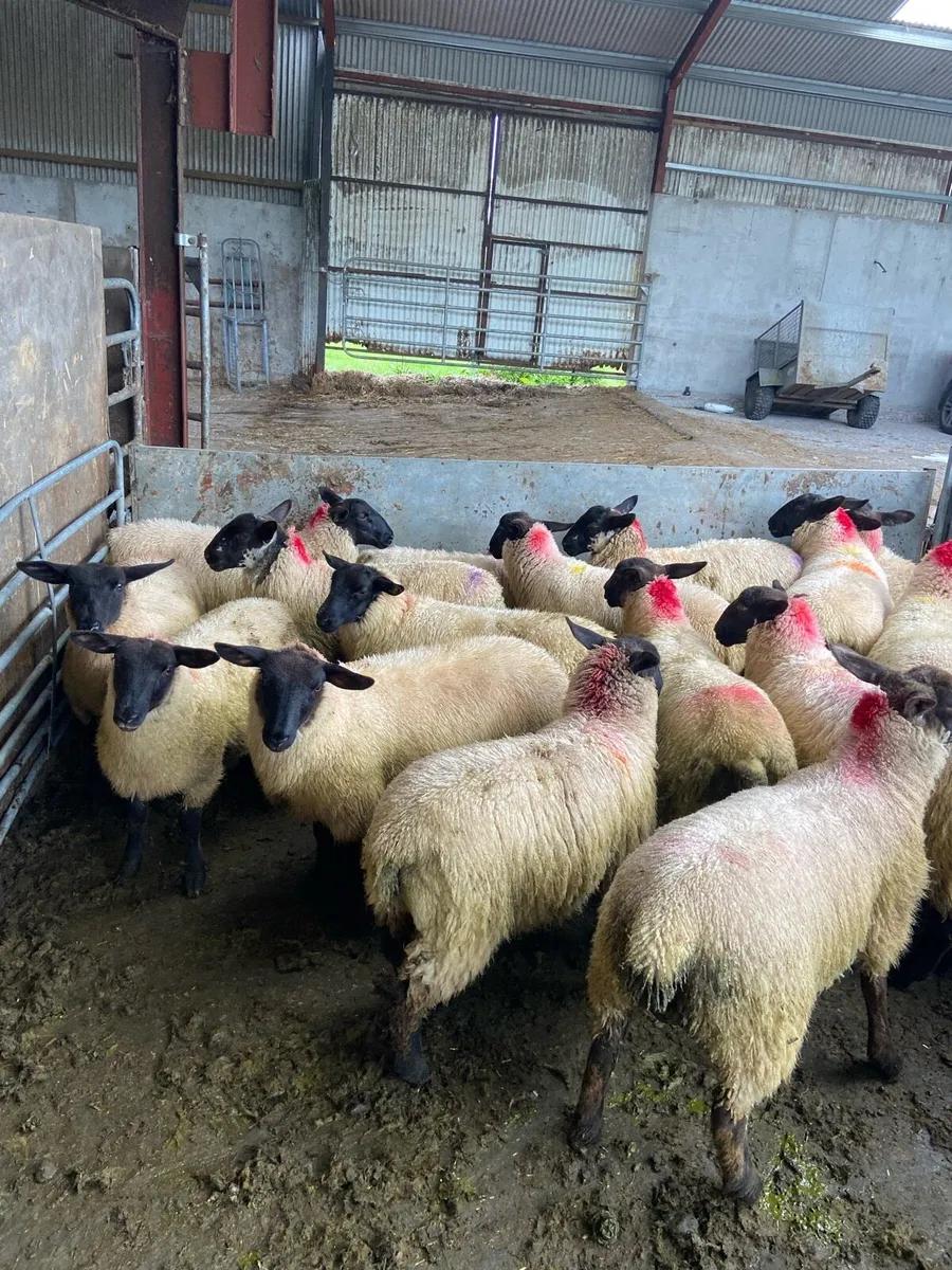 Suffolk & Easycare ewe lambs organic - Image 1