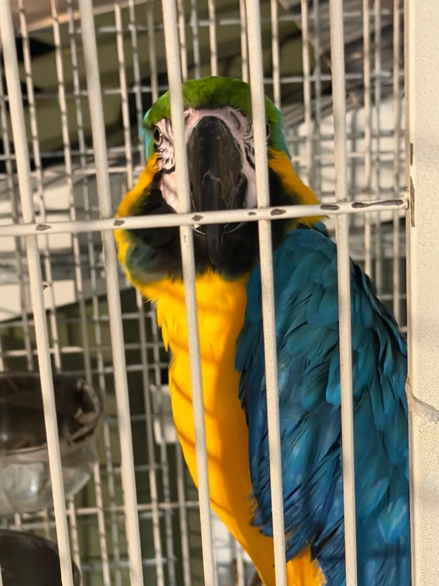 Macaw blue and gold - Image 1