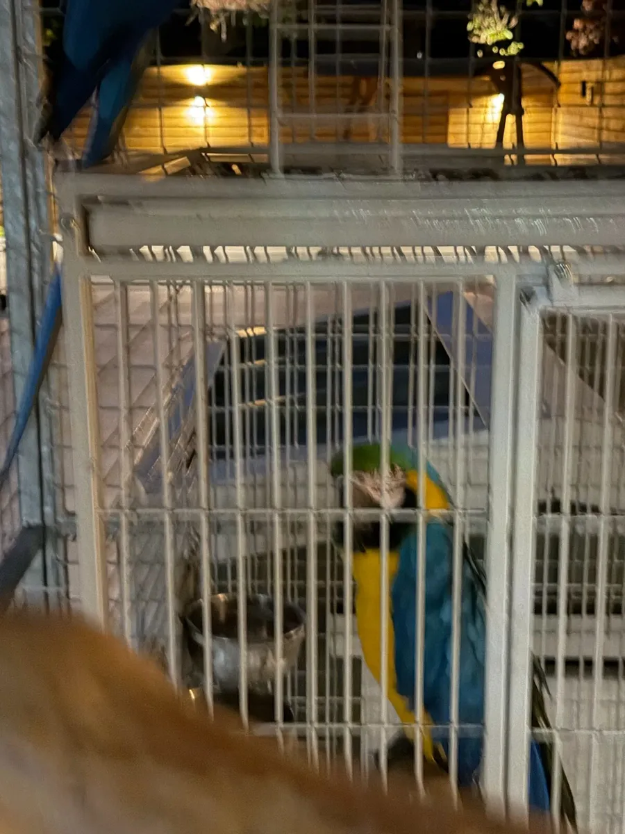 Macaw blue and gold - Image 2