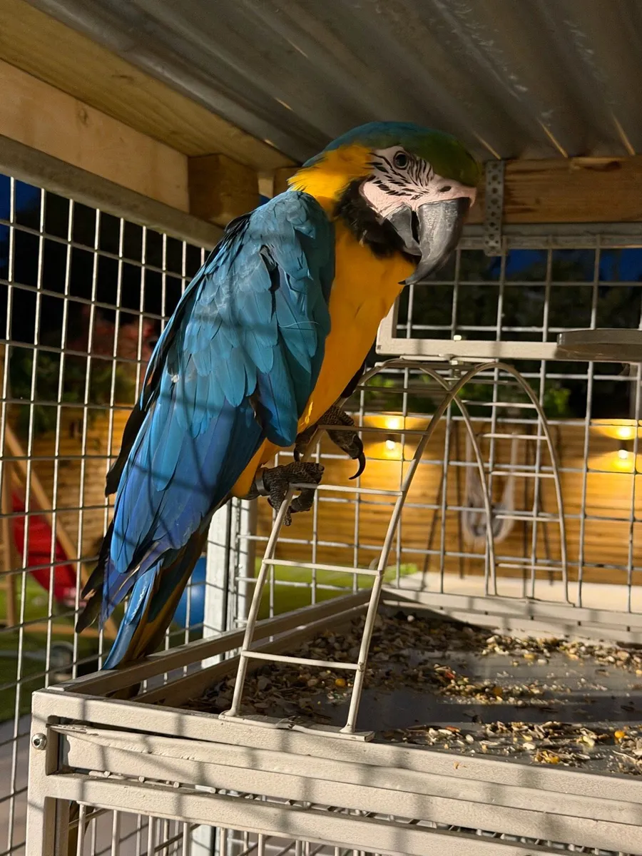 Macaw blue and gold - Image 3