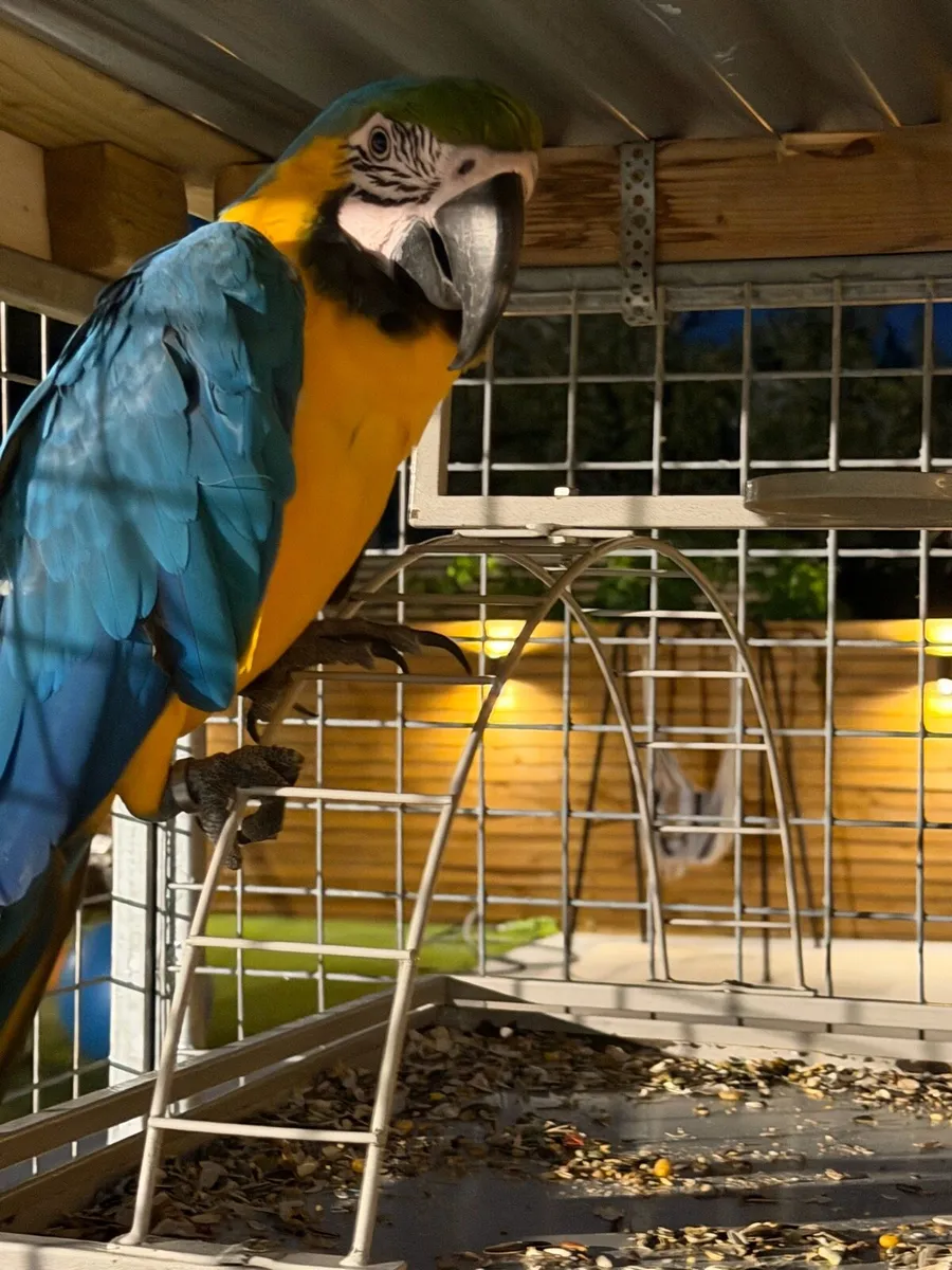 Macaw blue and gold - Image 4