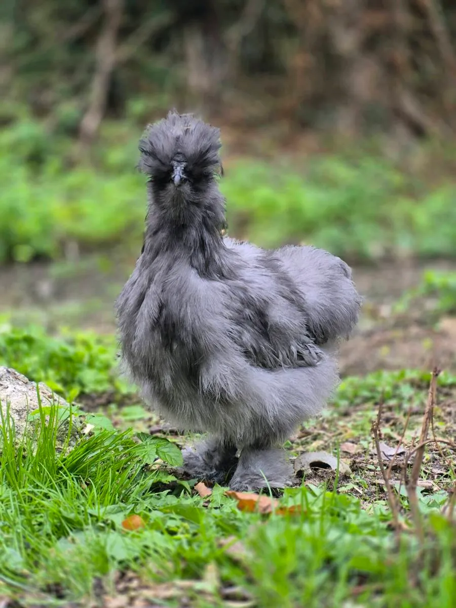 Silkie chickens roosters - Image 1