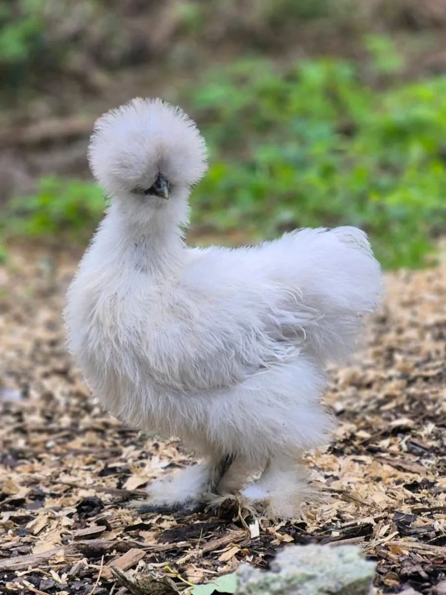 Silkie chickens roosters - Image 2