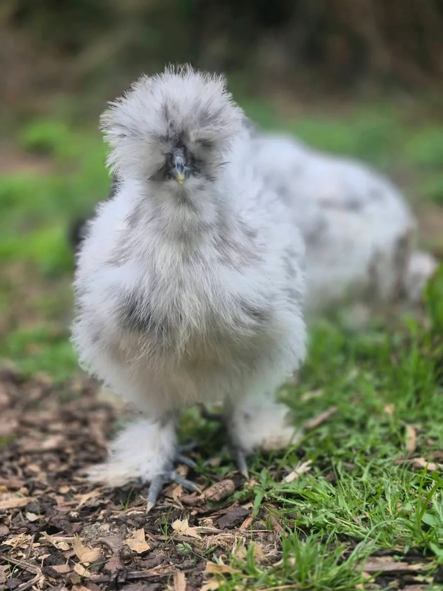 Silkie chickens roosters - Image 3
